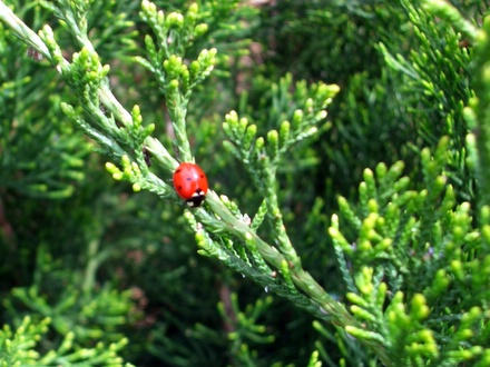 Ladybird bug