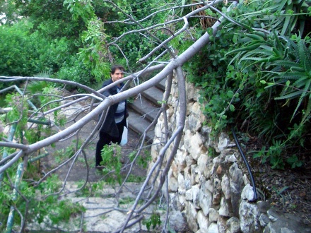 Tree on the stairs