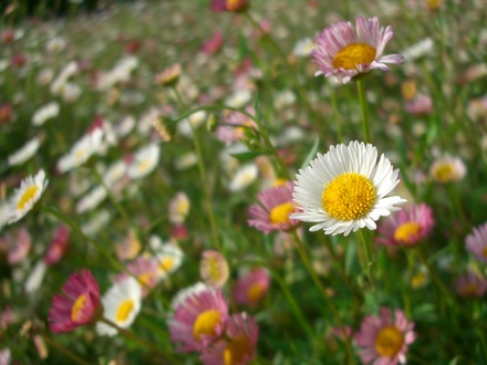 White flower