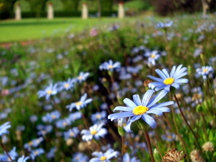 Blue flower