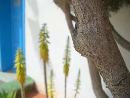 Tree behind the Shrine