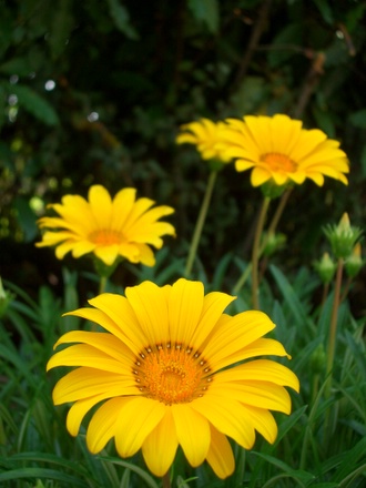 Yellow flowers