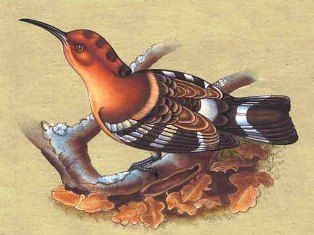 a hoopoe